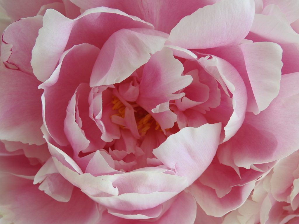 Peonie
